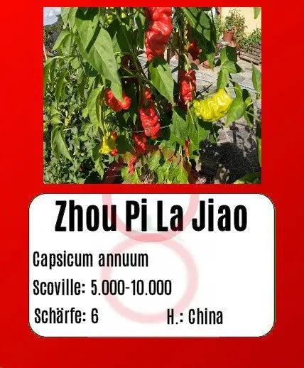Zhou Pi La Jiao DER TOMATENFLÜSTERER