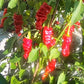 Zhou Pi La Jiao DER TOMATENFLÜSTERER