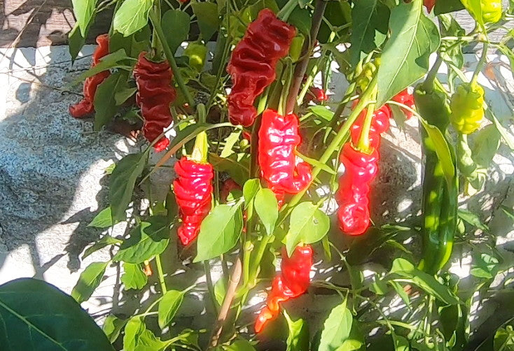 Zhou Pi La Jiao DER TOMATENFLÜSTERER