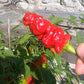 Zhou Pi La Jiao DER TOMATENFLÜSTERER