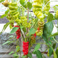 Zhou Pi La Jiao DER TOMATENFLÜSTERER