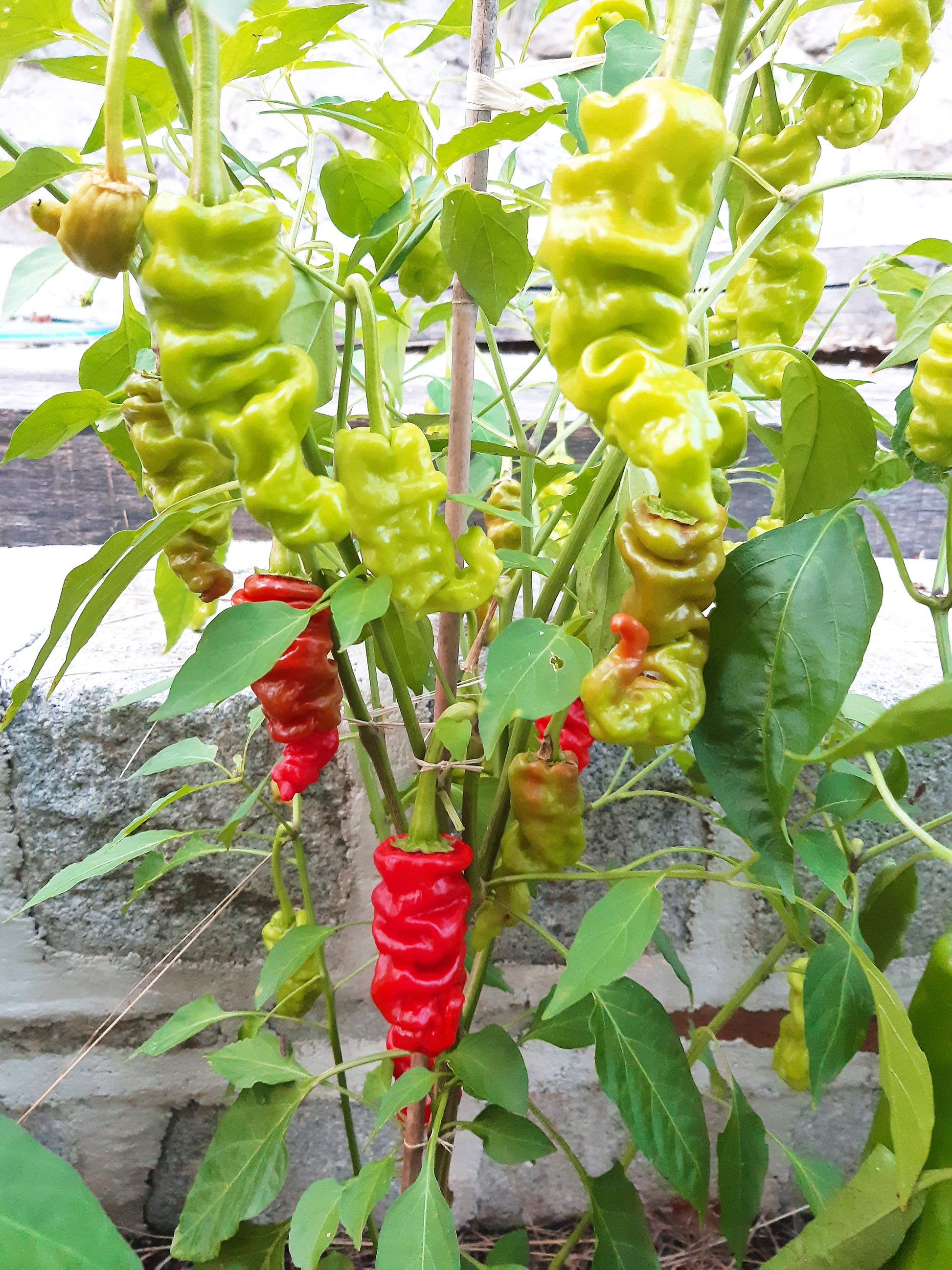 Zhou Pi La Jiao DER TOMATENFLÜSTERER