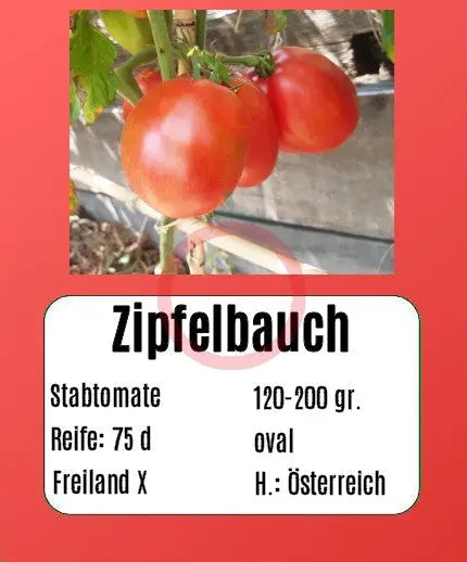 Zipfelbauch DER TOMATENFLÜSTERER