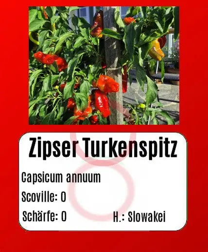 Zipser Turkenspitz DER TOMATENFLÜSTERER