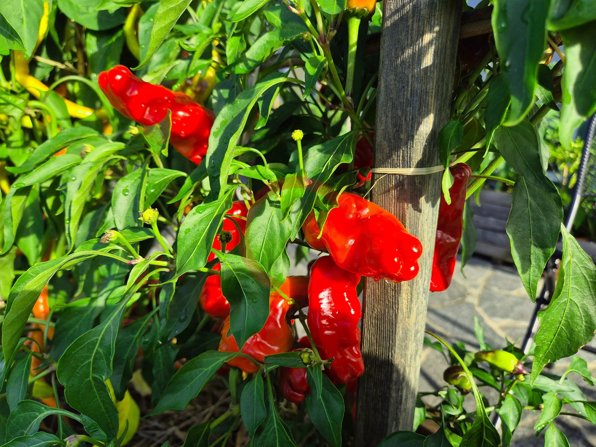 Zipser Turkenspitz DER TOMATENFLÜSTERER