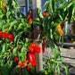 Zipser Turkenspitz DER TOMATENFLÜSTERER