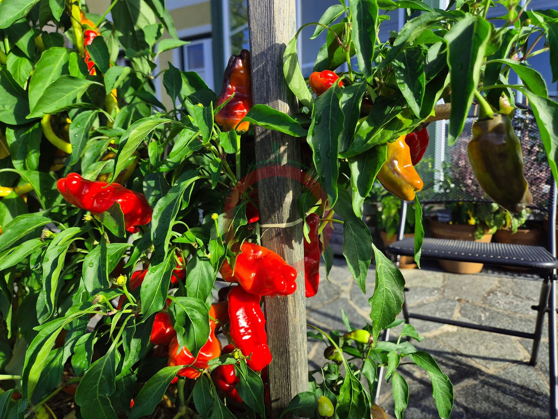 Zipser Turkenspitz DER TOMATENFLÜSTERER