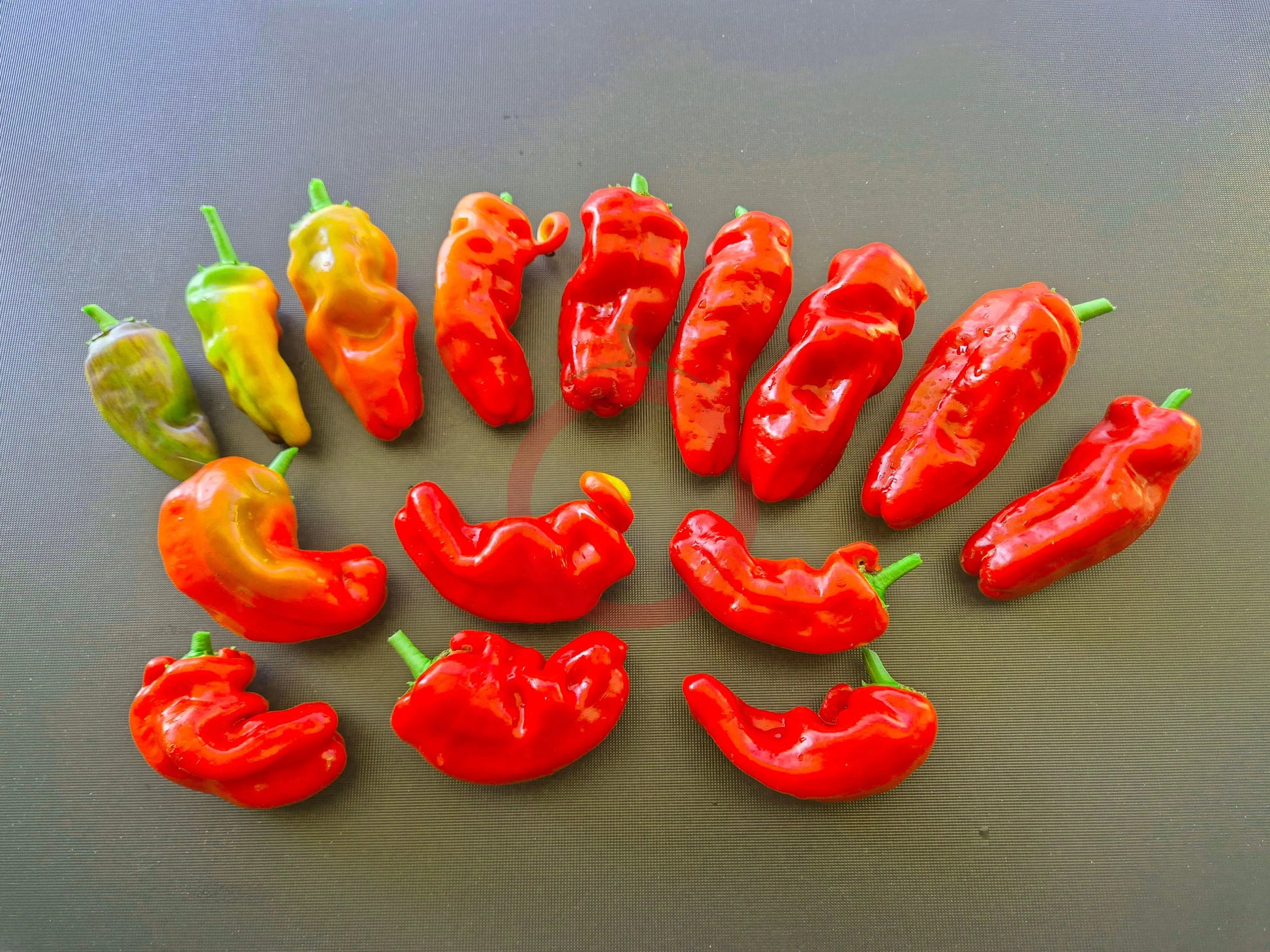 Zipser Turkenspitz DER TOMATENFLÜSTERER