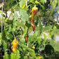 Zipser Turkenspitz DER TOMATENFLÜSTERER