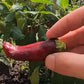 Zipser Turkenspitz DER TOMATENFLÜSTERER