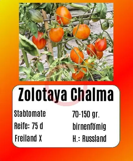Zolotaya Chalma DER TOMATENFLÜSTERER