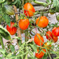 Zolotaya Chalma DER TOMATENFLÜSTERER