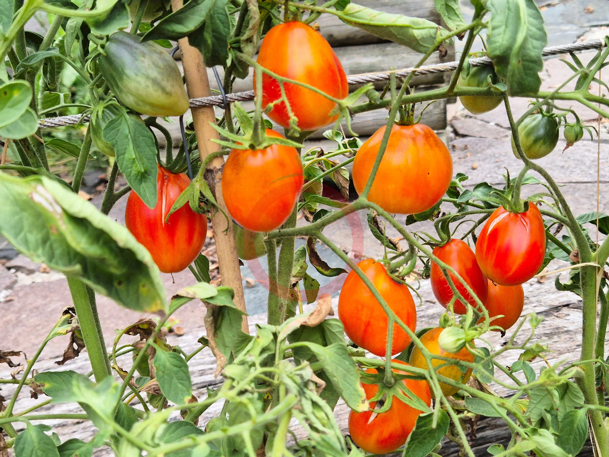 Zolotaya Chalma DER TOMATENFLÜSTERER