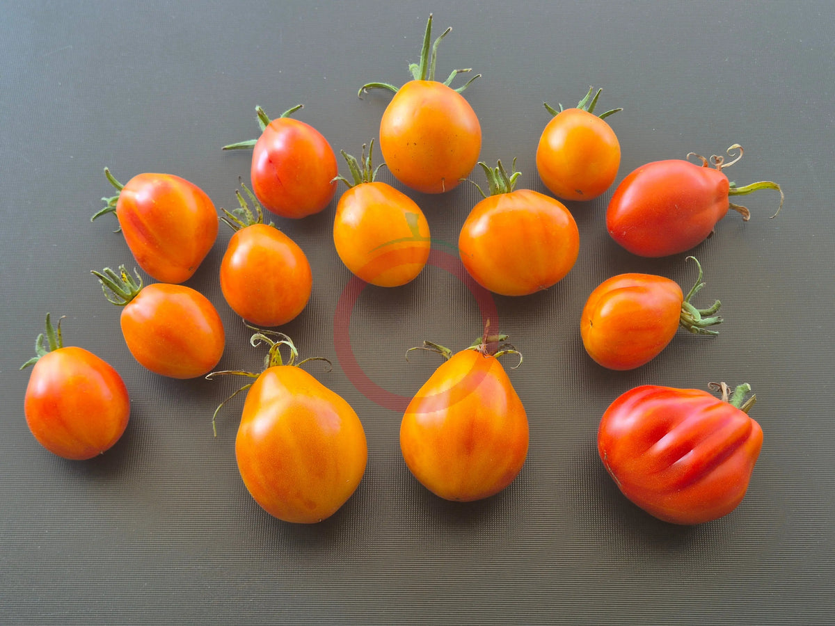 Zolotaya Chalma DER TOMATENFLÜSTERER