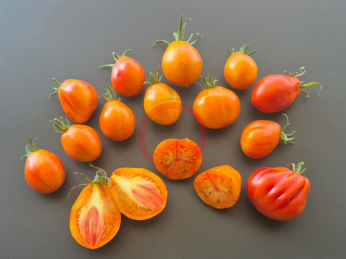 Zolotaya Chalma DER TOMATENFLÜSTERER