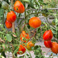 Zolotaya Chalma DER TOMATENFLÜSTERER