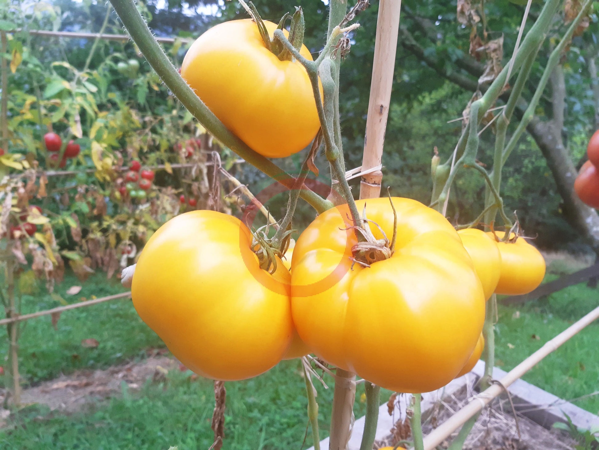 Zolotoy Larets DER TOMATENFLÜSTERER