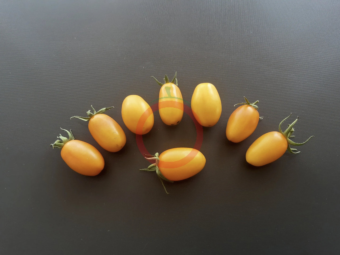 Zolotoy Potok DER TOMATENFLÜSTERER