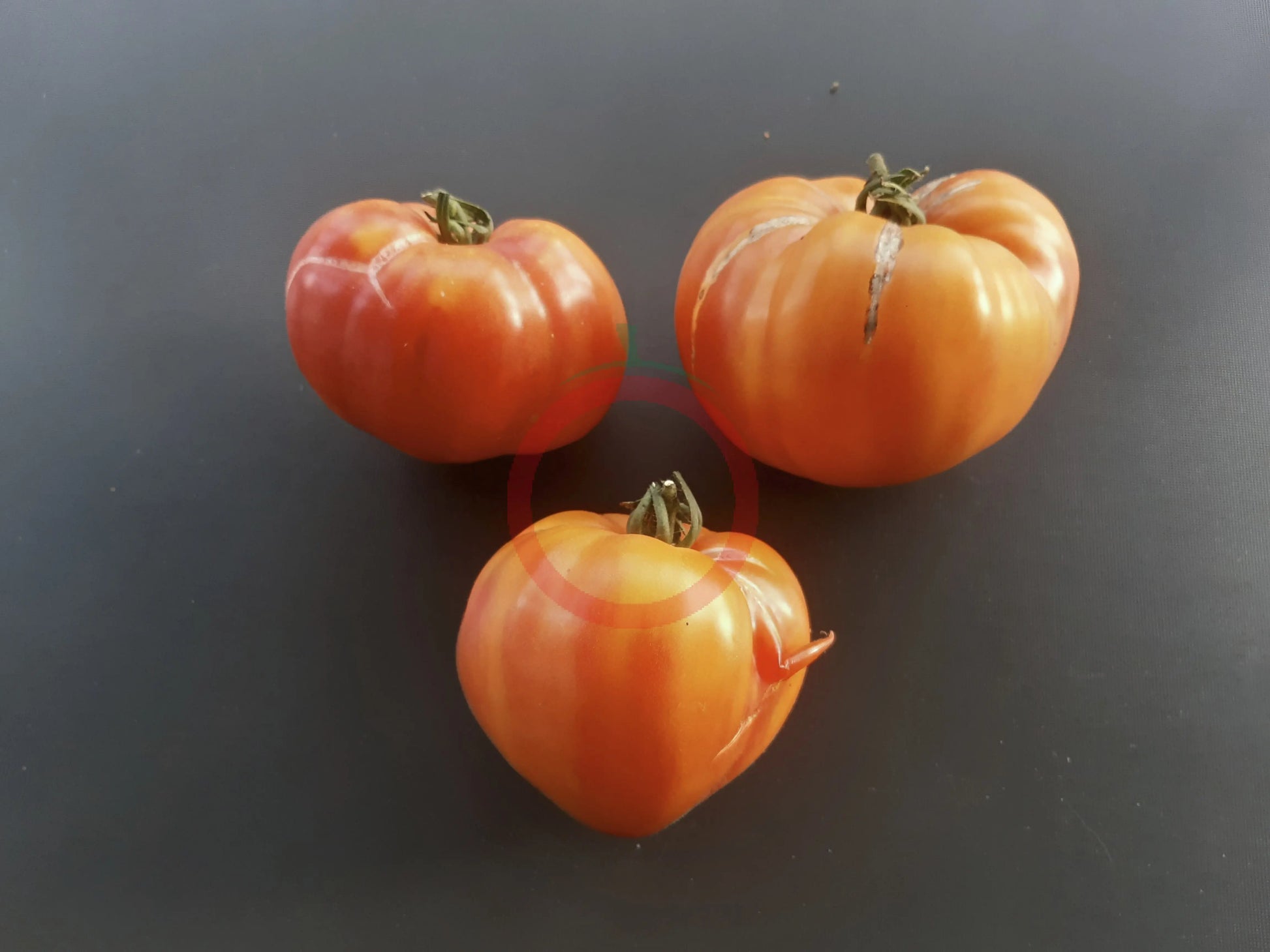 Zolotye Gory Medeo DER TOMATENFLÜSTERER