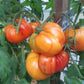 Zolotye Gory Medeo DER TOMATENFLÜSTERER