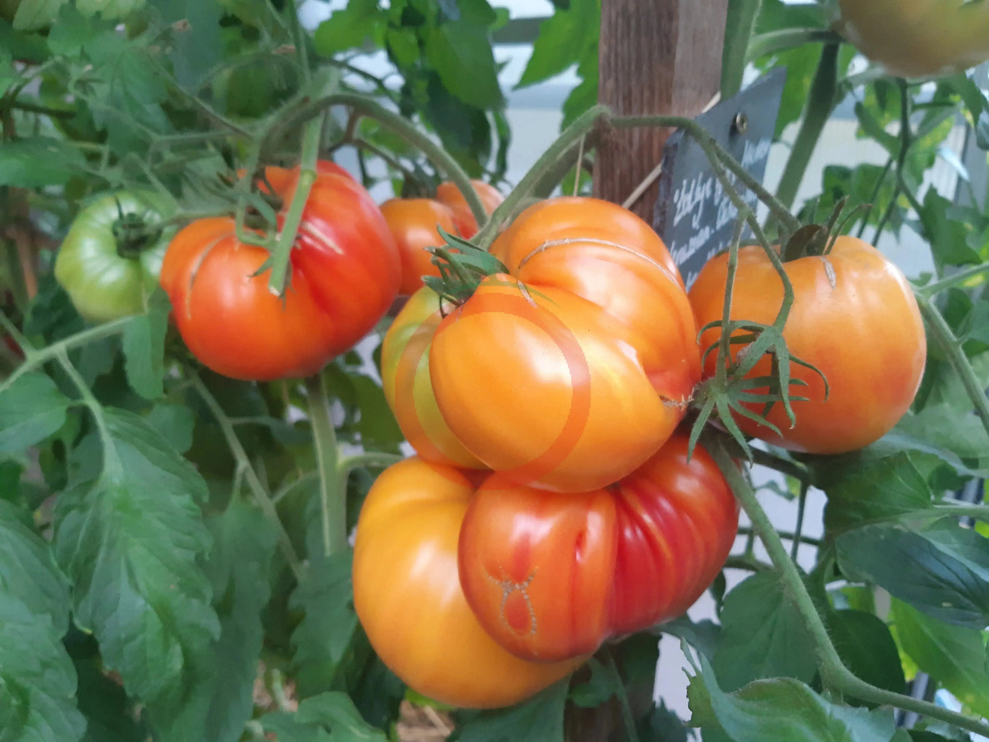 Zolotye Gory Medeo DER TOMATENFLÜSTERER
