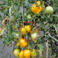 Zolotye Grebeshki DER TOMATENFLÜSTERER