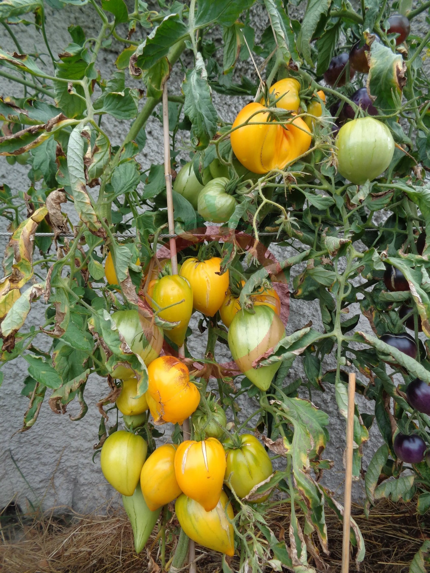 Zolotye Grebeshki DER TOMATENFLÜSTERER