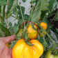 Zolotye Grebeshki DER TOMATENFLÜSTERER