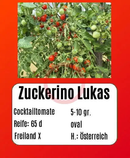 Zuckerino Lukas DER TOMATENFLÜSTERER