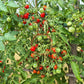 Zuckerino Lukas DER TOMATENFLÜSTERER