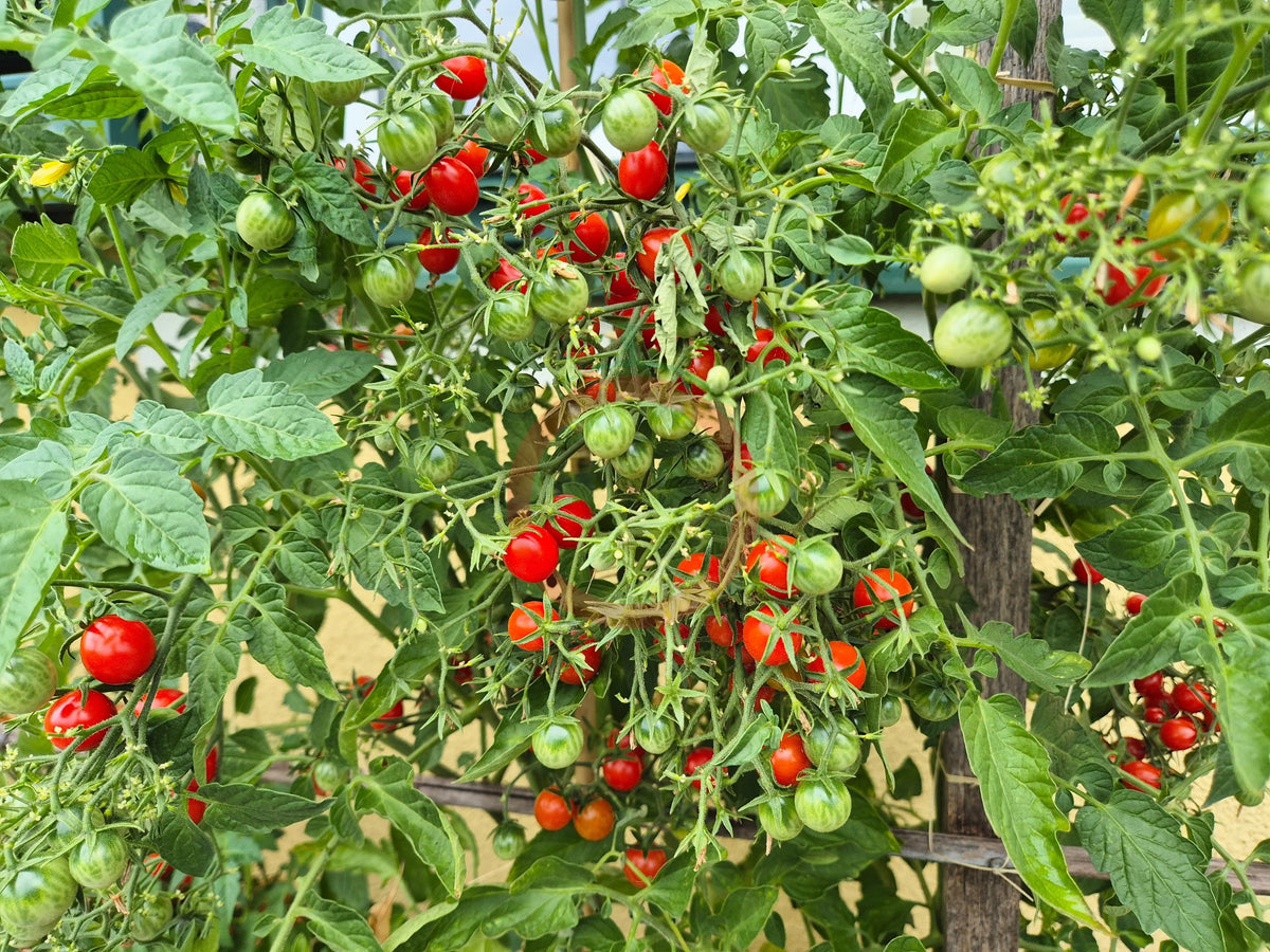 Zuckerino Lukas DER TOMATENFLÜSTERER