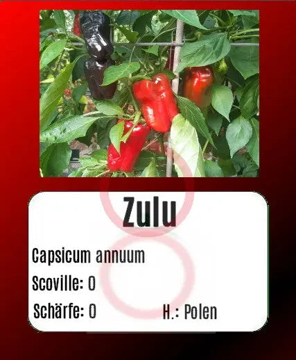 Zulu DER TOMATENFLÜSTERER