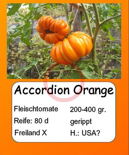 Accordion Orange DER TOMATENFLÜSTERER