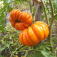 Accordion Orange DER TOMATENFLÜSTERER