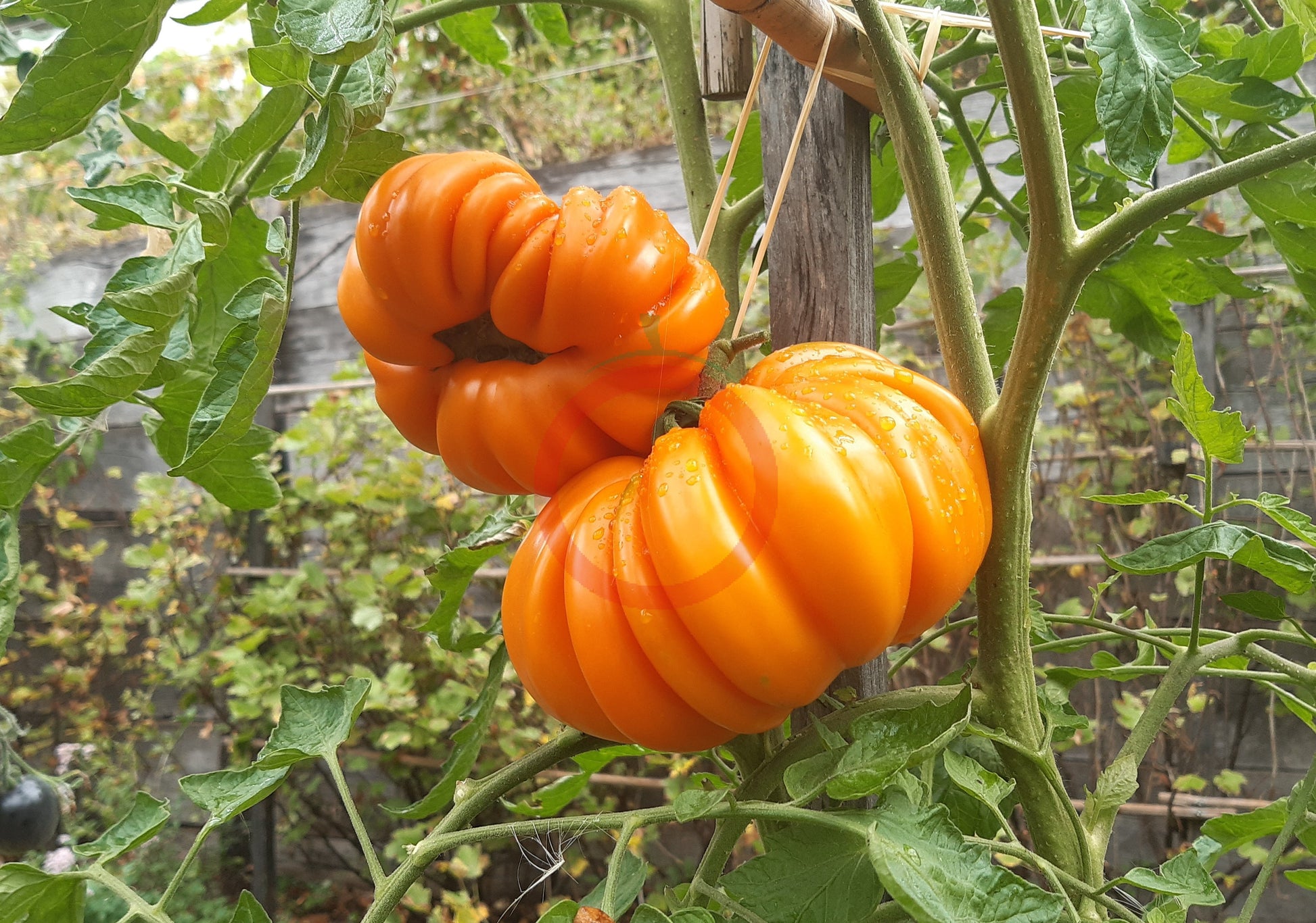 Accordion Orange DER TOMATENFLÜSTERER
