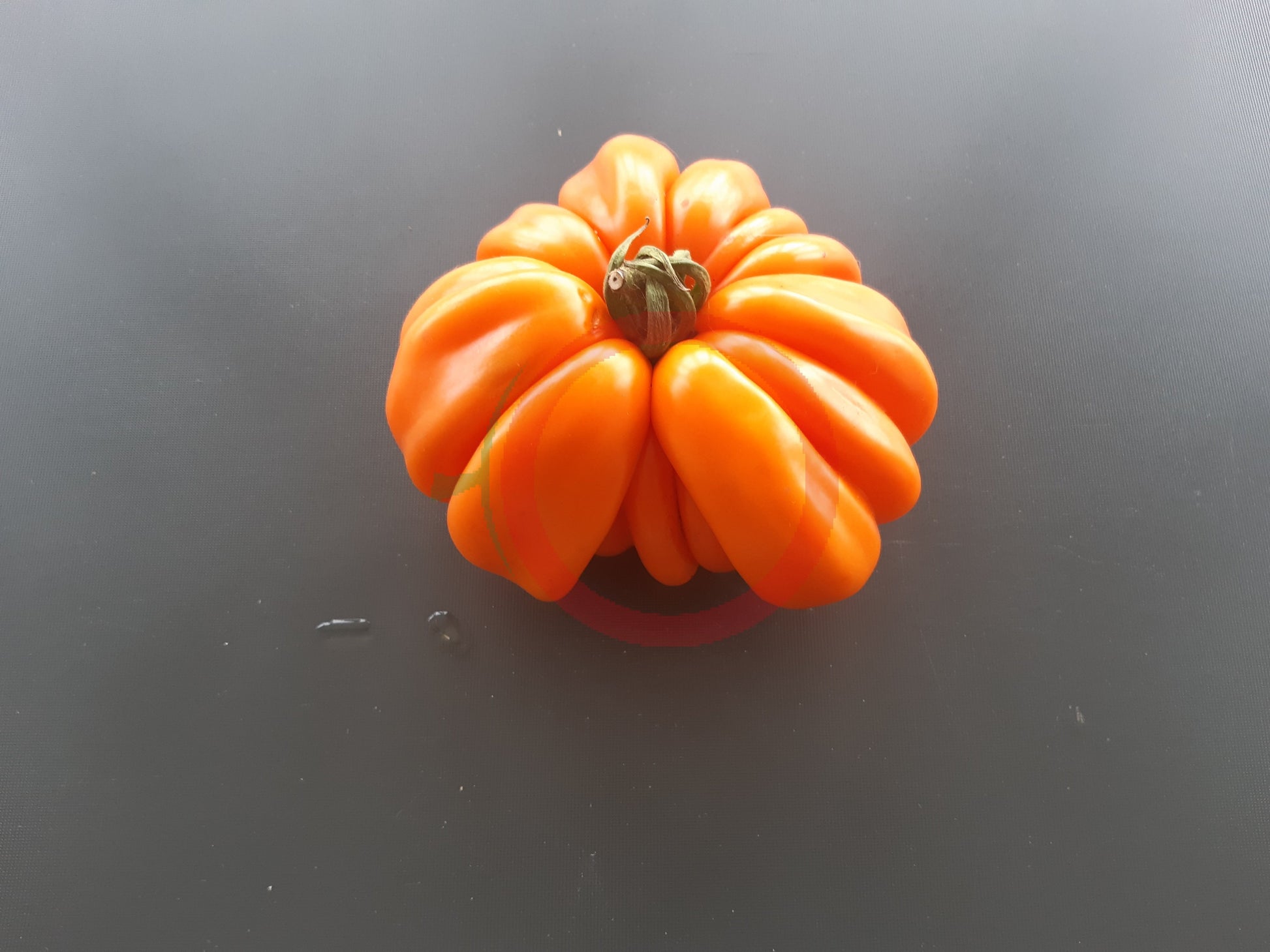 Accordion Orange DER TOMATENFLÜSTERER