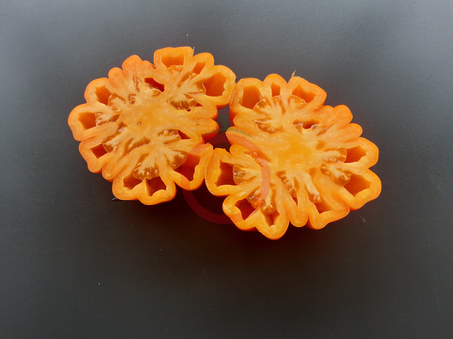 Accordion Orange DER TOMATENFLÜSTERER