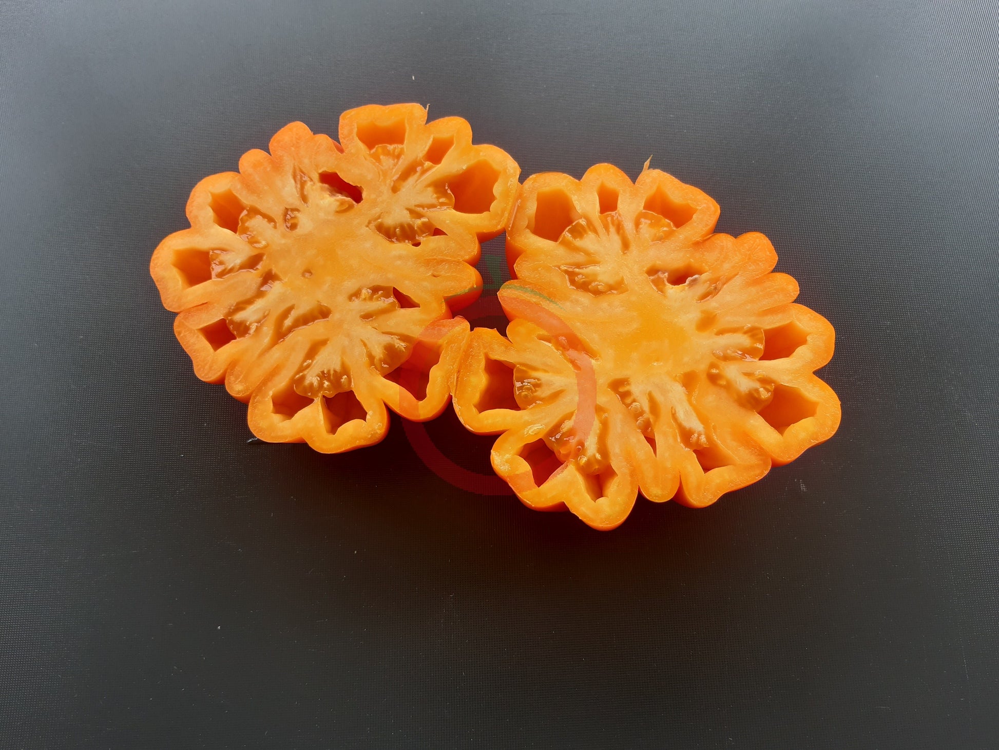 Accordion Orange DER TOMATENFLÜSTERER
