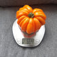 Accordion Orange DER TOMATENFLÜSTERER