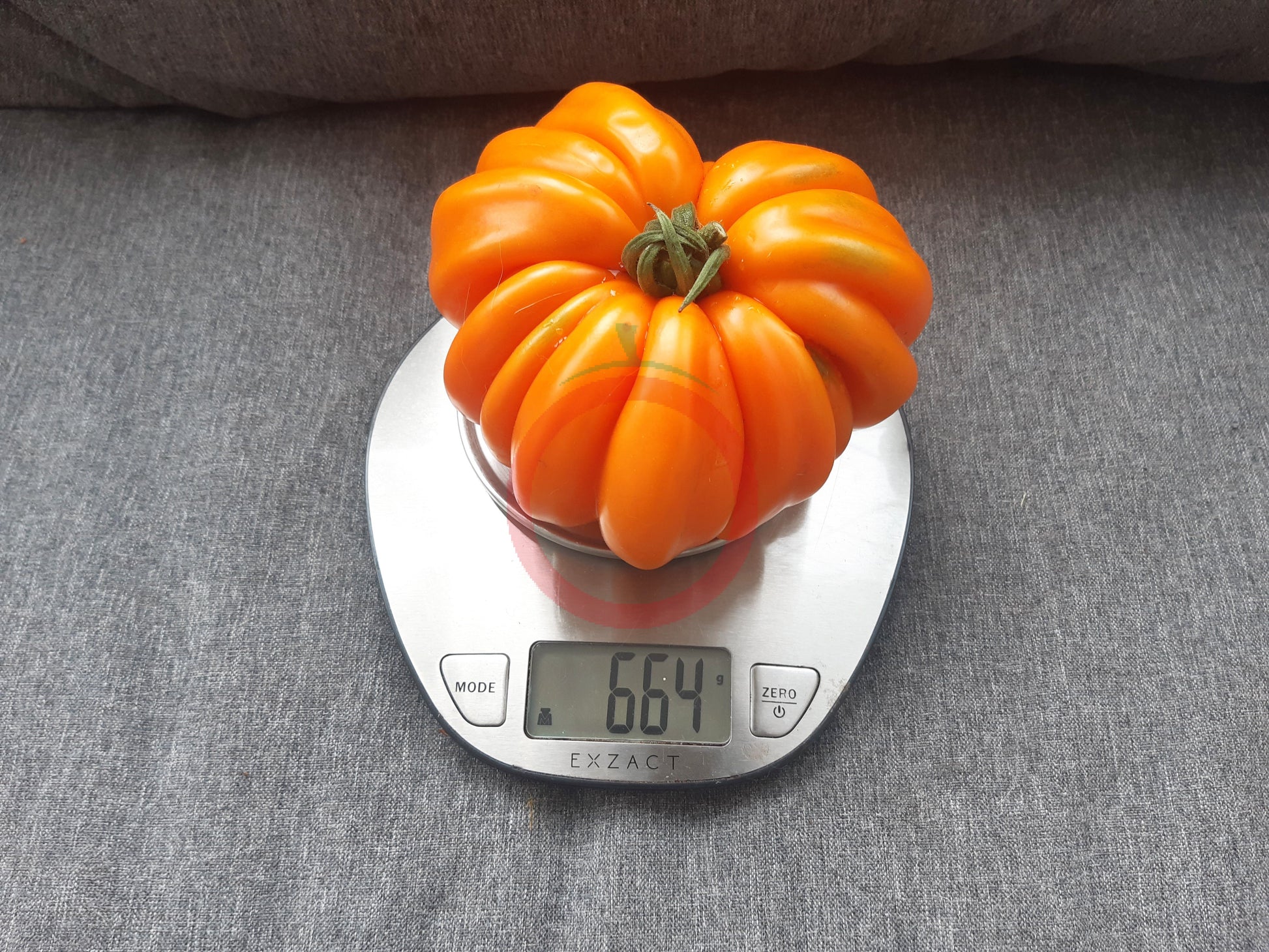 Accordion Orange DER TOMATENFLÜSTERER