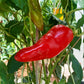 Aconcagua DER TOMATENFLÜSTERER