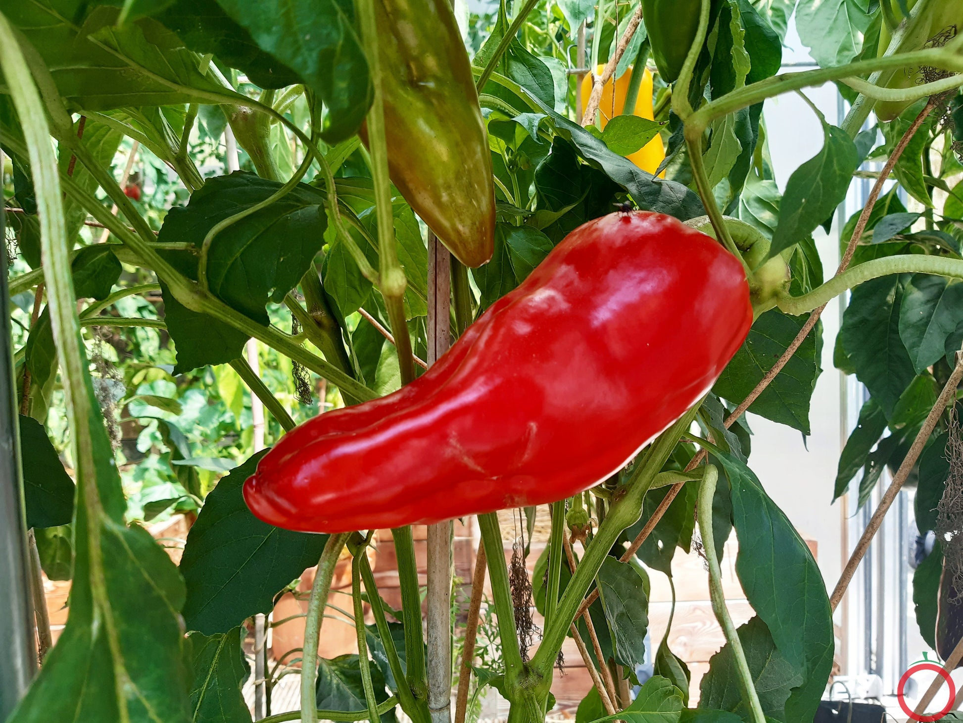 Aconcagua DER TOMATENFLÜSTERER