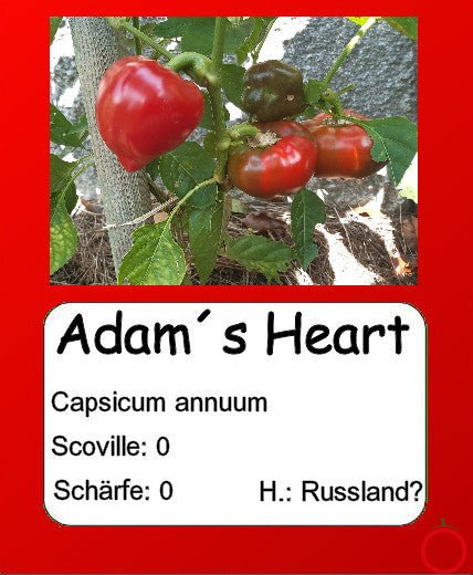 Adam´s Heart DER TOMATENFLÜSTERER