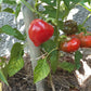 Adam´s Heart DER TOMATENFLÜSTERER