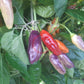 Aji Cajamarca DER TOMATENFLÜSTERER