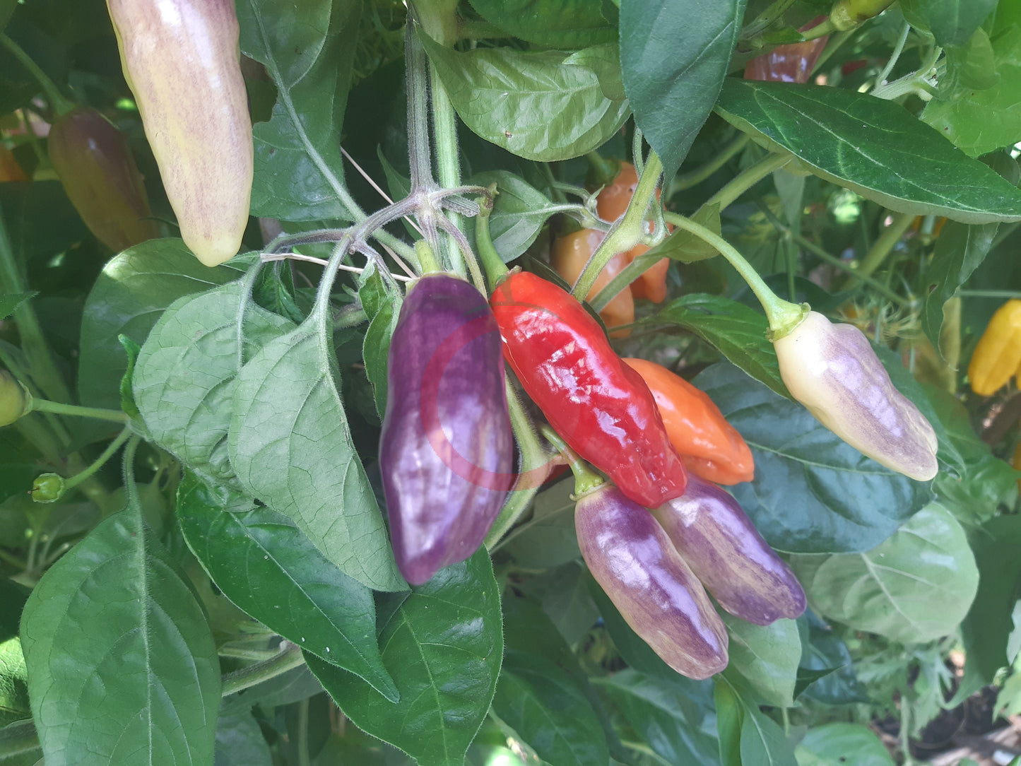 Aji Cajamarca DER TOMATENFLÜSTERER