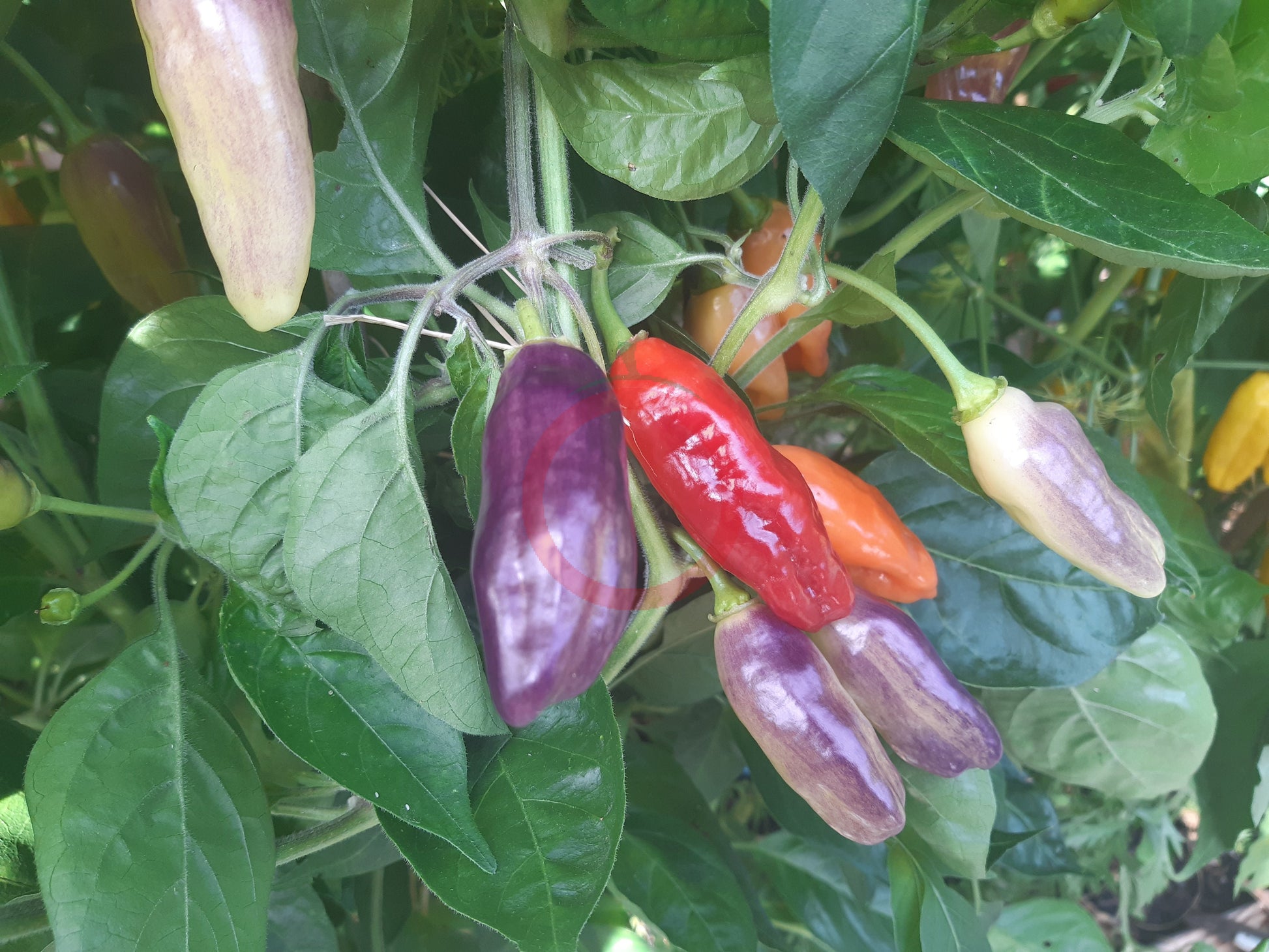 Aji Cajamarca DER TOMATENFLÜSTERER