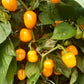 Aji Dulce Amarillo DER TOMATENFLÜSTERER