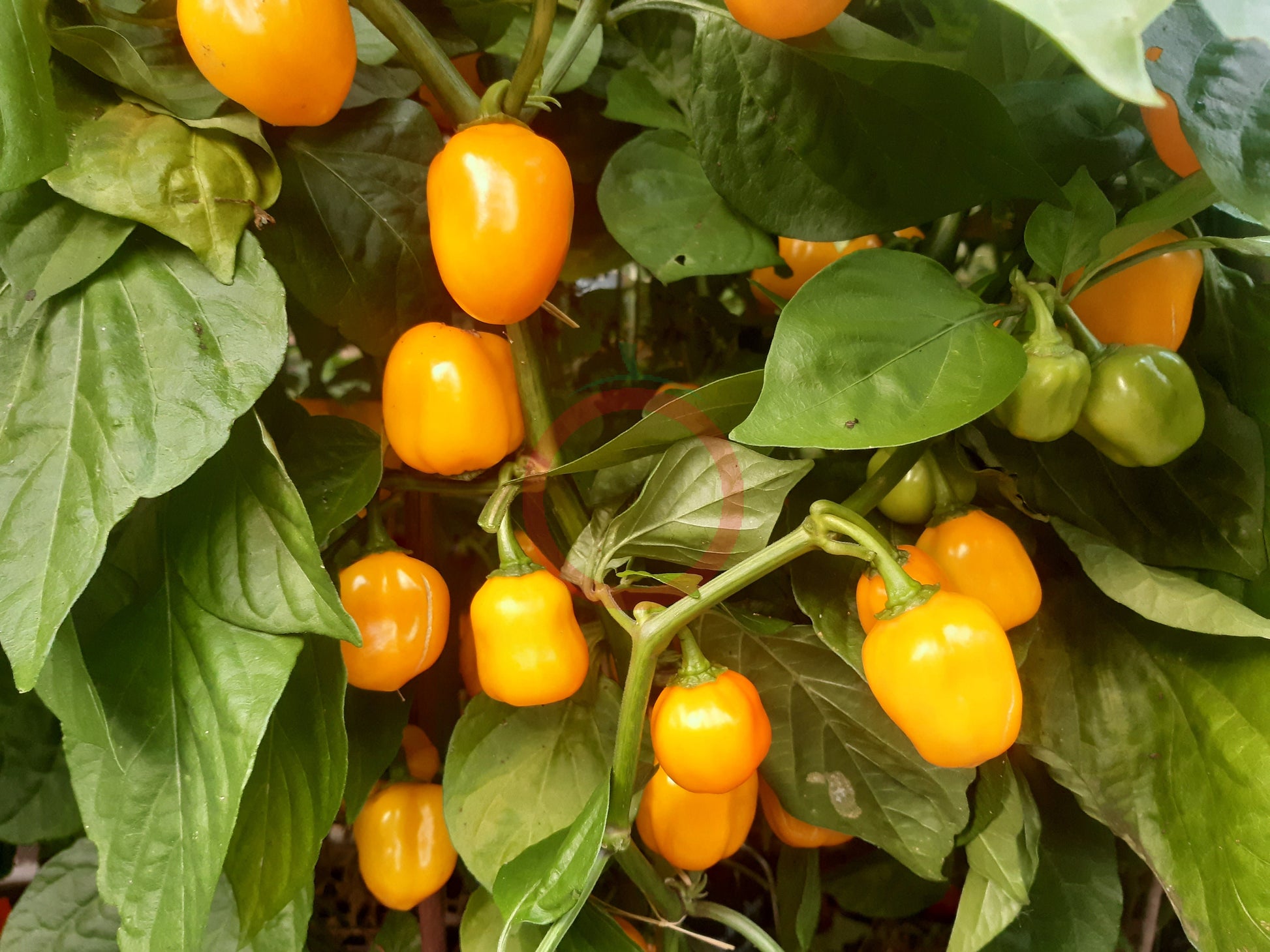 Aji Dulce Amarillo DER TOMATENFLÜSTERER