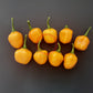 Aji Dulce Amarillo DER TOMATENFLÜSTERER
